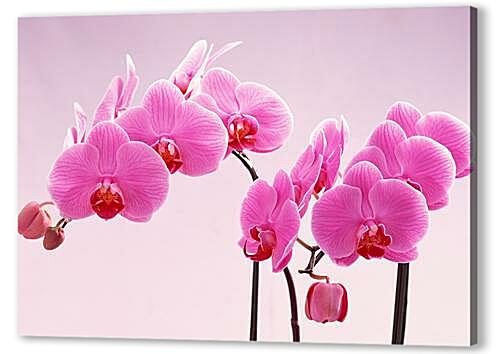 Постер (плакат) Розовые орхидеи артикул 32554