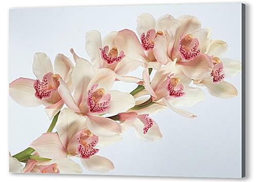 Постер (плакат) Бело-розовые орхидеи артикул 32555