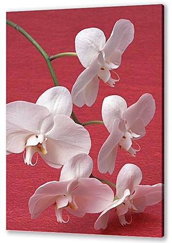Постер (плакат) Белые орхидеи артикул 32695