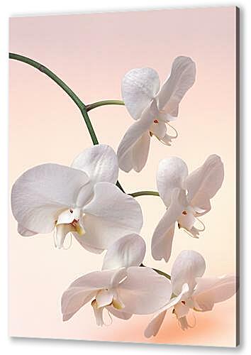 Постер (плакат) Белая орхидея артикул 32696