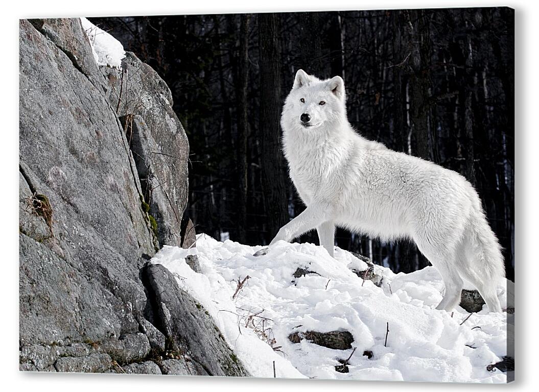 Постер (плакат) Белый волк артикул 3367