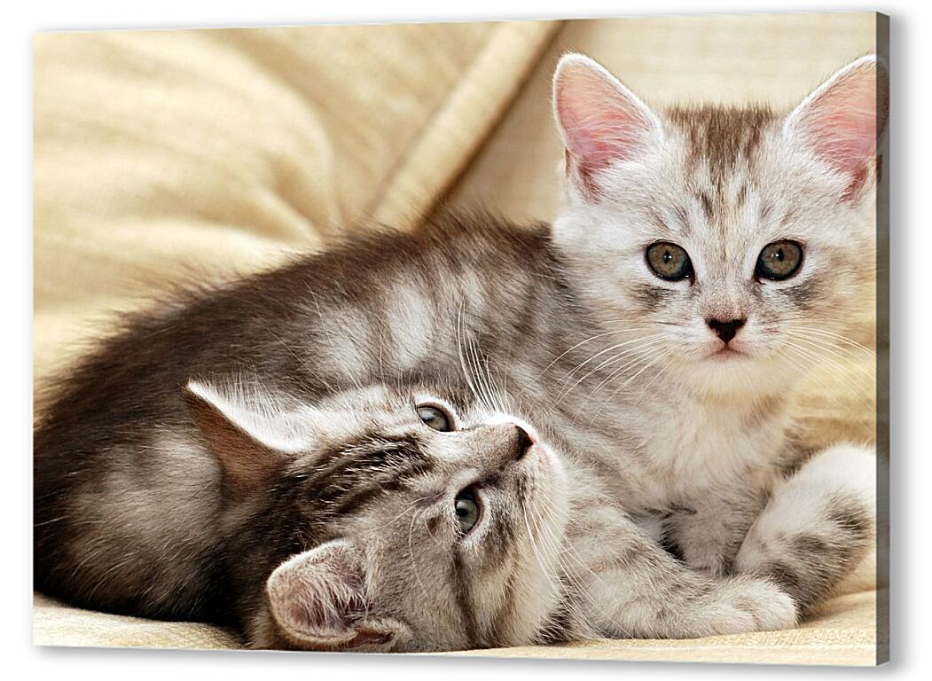 Постер Коты артикул 3412