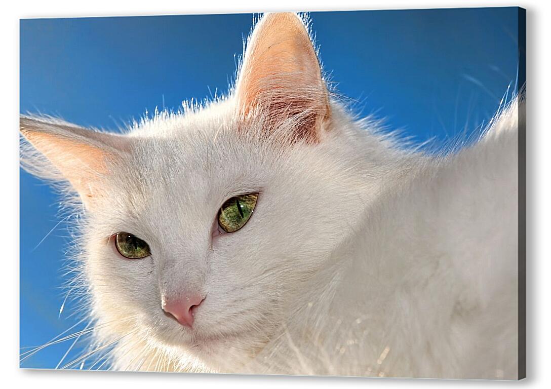 Постер (плакат) Белый кот артикул 3417