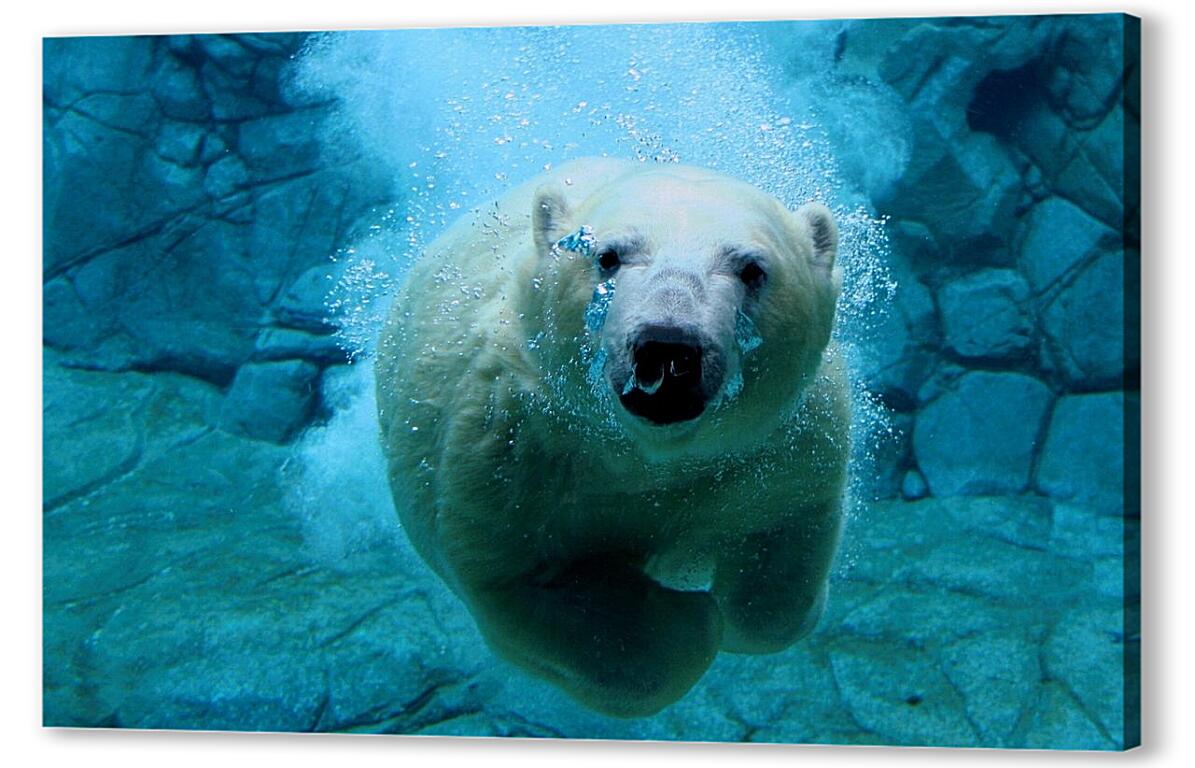 Постер (плакат) Белый медведь в воде артикул 3425