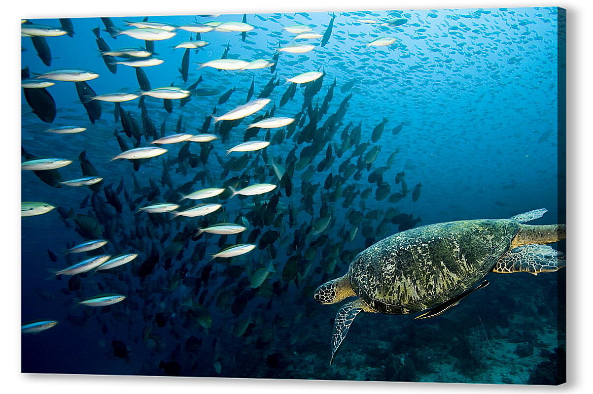 Постер (плакат) Морская черепаха
 артикул 35250