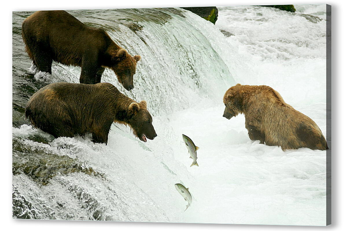 Постер (плакат) Медведи на рыбалке
 артикул 35274