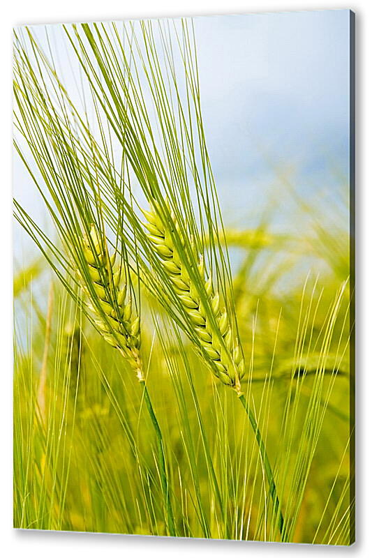 Постер (плакат) Колоски пшеницы
 артикул 35338
