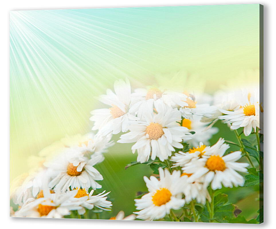 Постер Ромашки
 артикул 35369