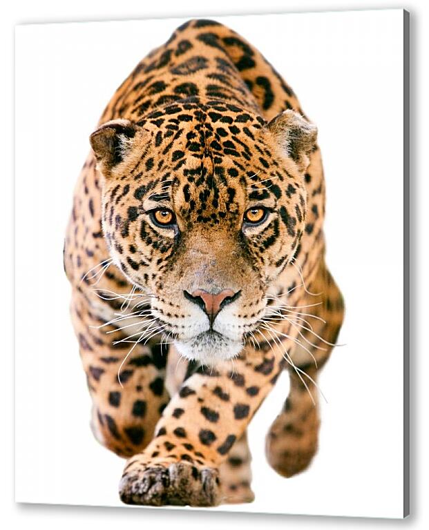 Постер (плакат) Леопард артикул 3655
