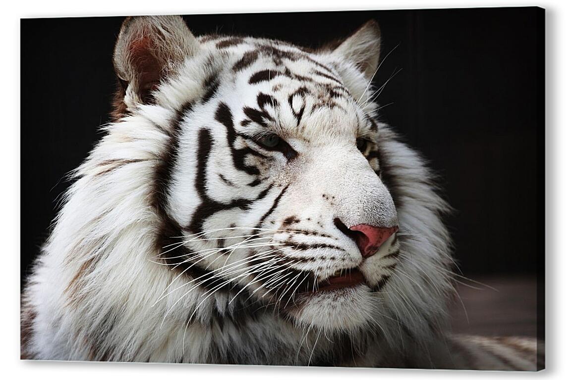 Постер (плакат) Белый тигр артикул 3703