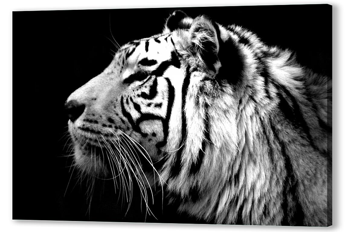 Постер (плакат) Белый тигр артикул 3706