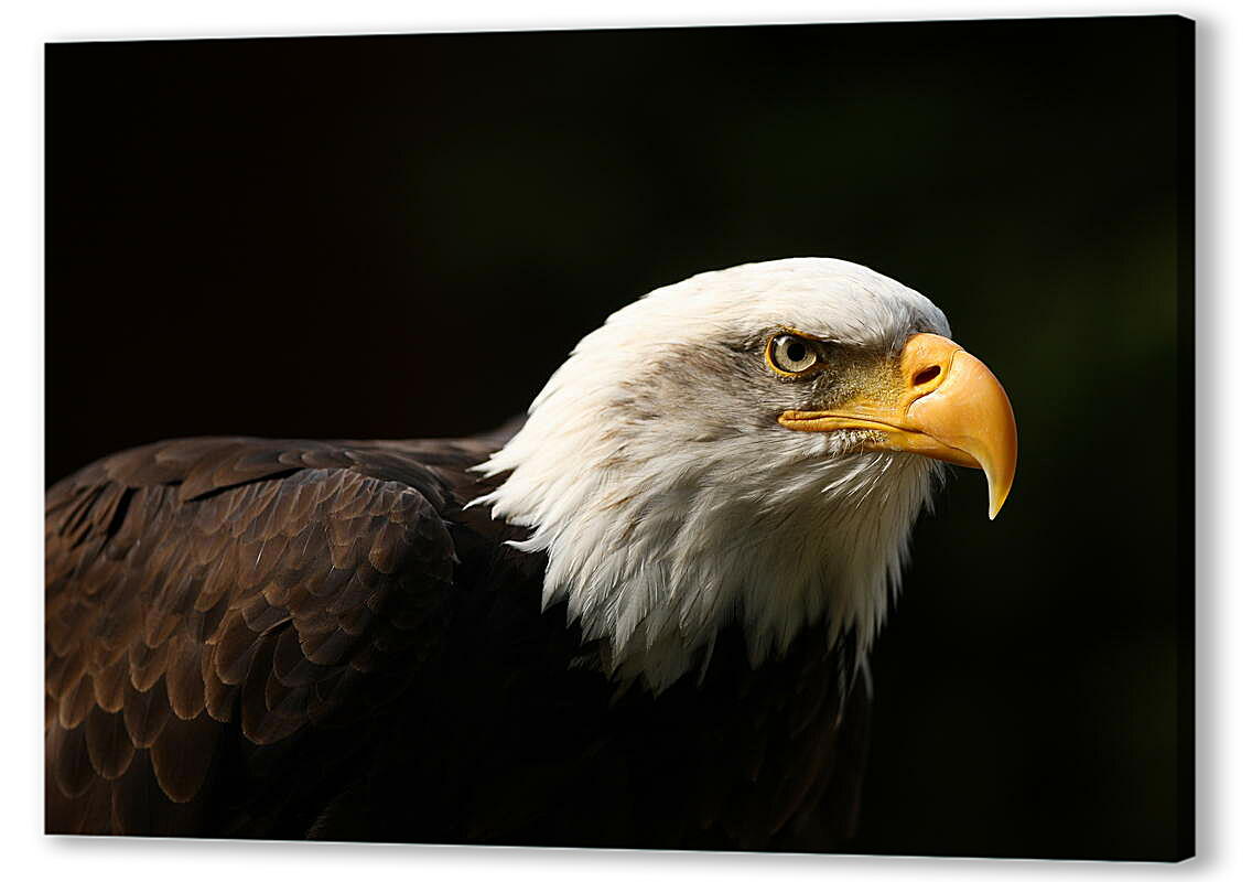 Aquila Calva, фотографии, рисунки, изображения, фотографии, без роялти