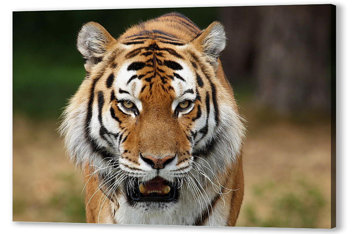 Постер (плакат) Злой тигр
 артикул 38469