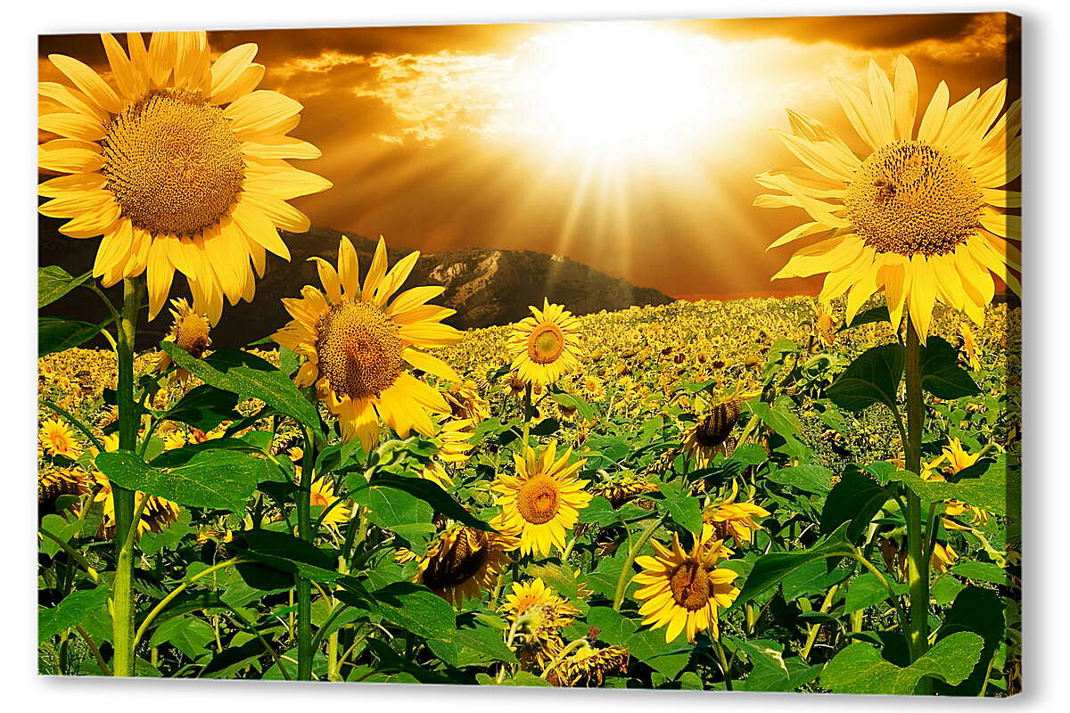 Постер (плакат) Солнце в поле подсолнухов
 артикул 38524