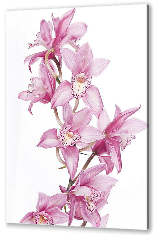Постер (плакат) Орхидеи
 артикул 38556