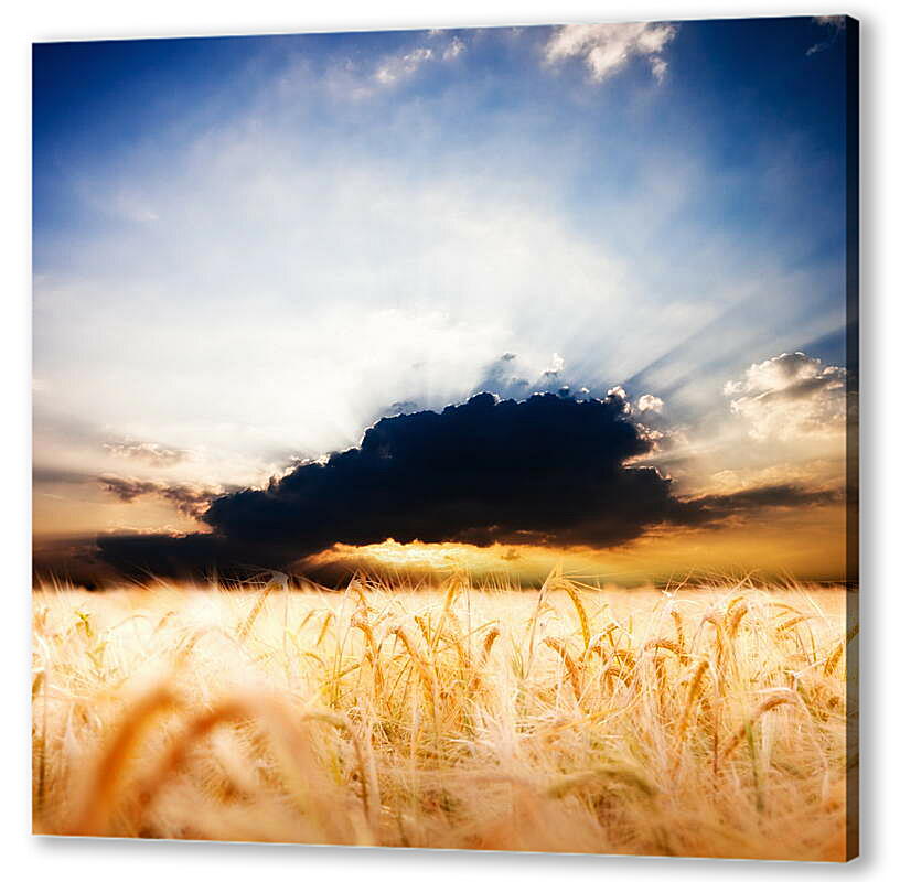 Постер (плакат) Пшеничное поле и грозовое облако
 артикул 38562