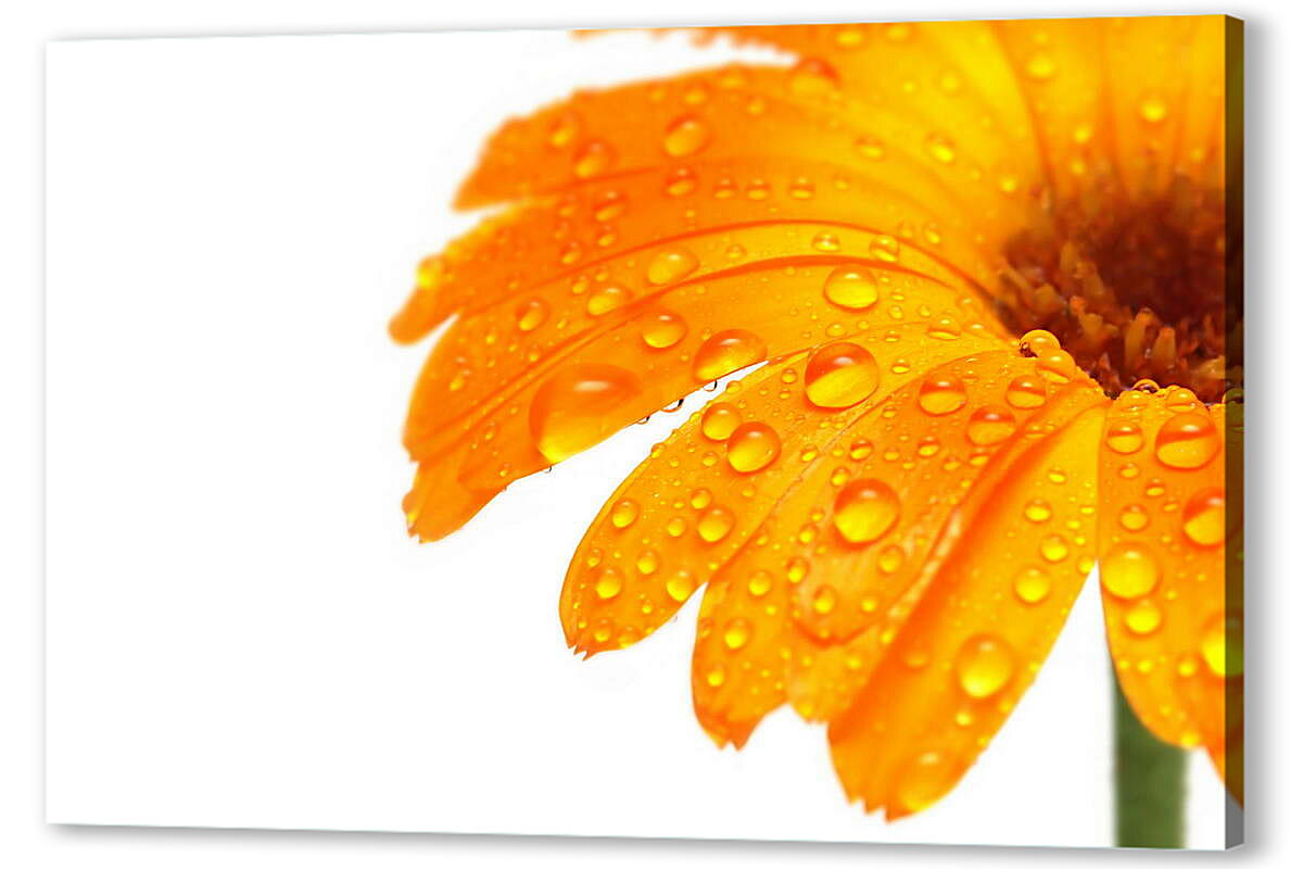 Постер (плакат) Оранжевый цветок в каплях росы
 артикул 38642