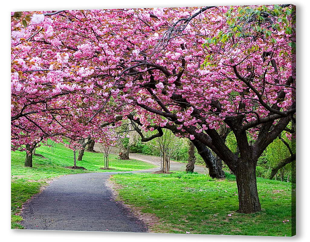 Постер (плакат) Розовые деревья в парке
 артикул 38651
