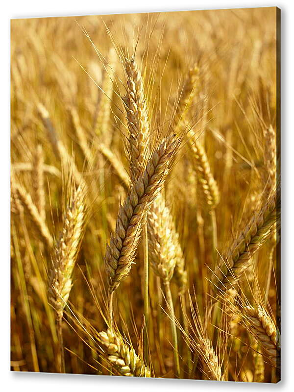 Постер (плакат) Красивая пшеница
 артикул 39162