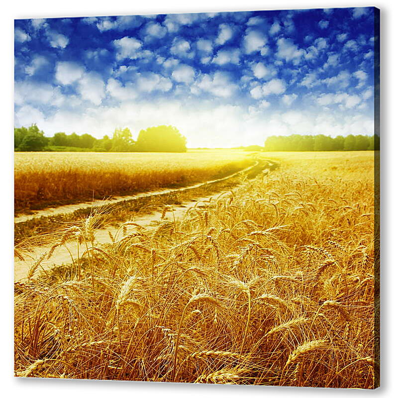Постер (плакат) Дорога в пшеничном поле
 артикул 39164