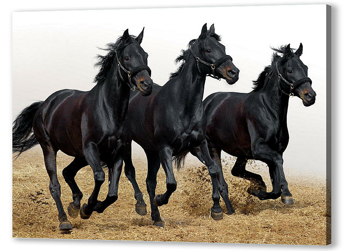 Постер (плакат) Три черных коня
 артикул 39417