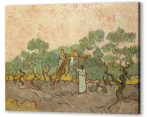 Постер Женщины собирают маслины
 артикул 66781