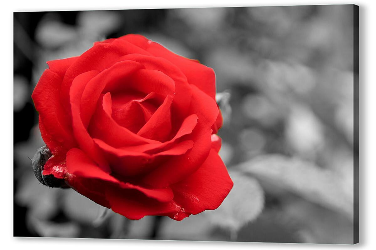 Постер (плакат) Красная роза артикул 06744-HD