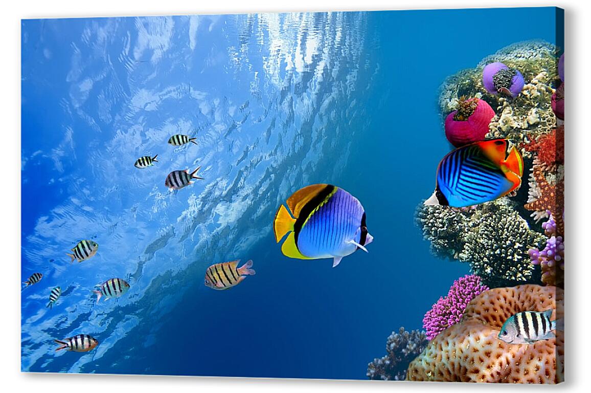 Постер (плакат) Рыбки у рифа артикул 7493