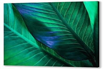 Постер (плакат) - Темные зеленые листья тропические