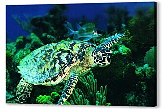 Постер (плакат) - Зеленая морская черепаха