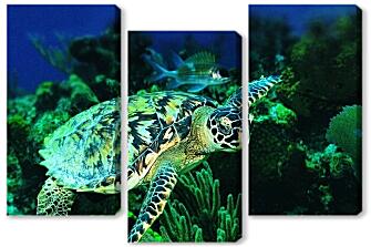 Модульная картина - Зеленая морская черепаха
