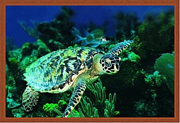 Картина - Зеленая морская черепаха
