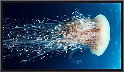 Картина - Медуза цианея