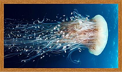 Картина - Медуза цианея