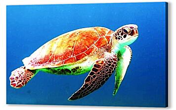 Постер (плакат) - Морская черепаха
