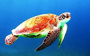 Картина - Морская черепаха