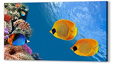 Постер (плакат) - Тропические рыбки