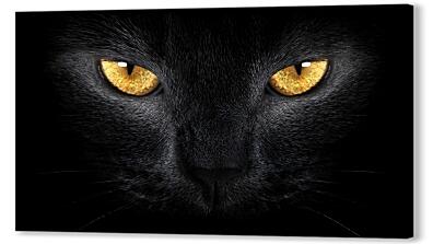 Взгляд черного кота