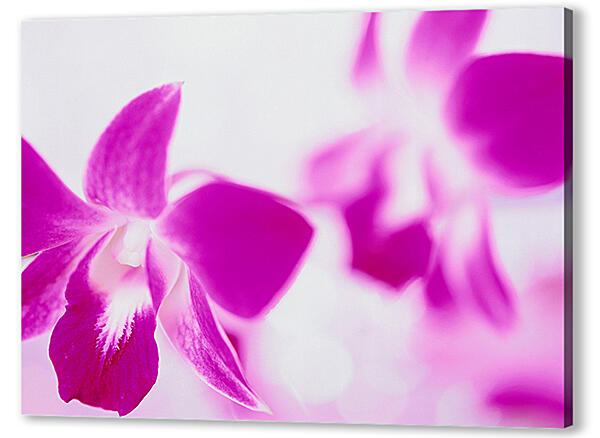 Постер (плакат) - Розовые орхидеи
