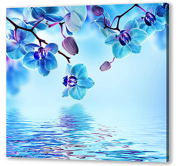 Голубая орхидея над водой
