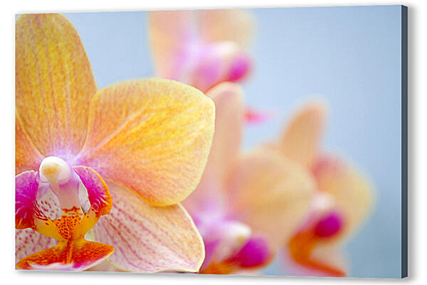 Желтая орхидея
