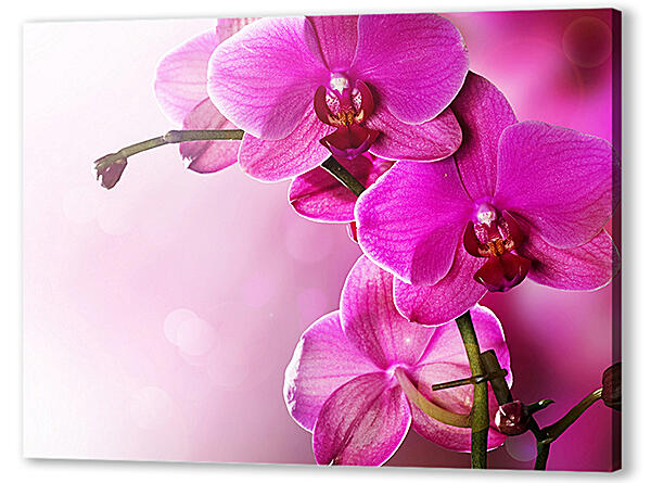 Розовая орхидея
