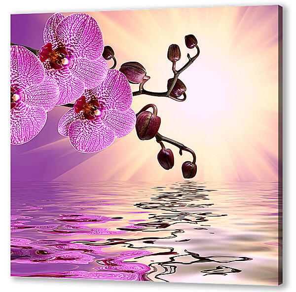 Розовая орхидея над водой

