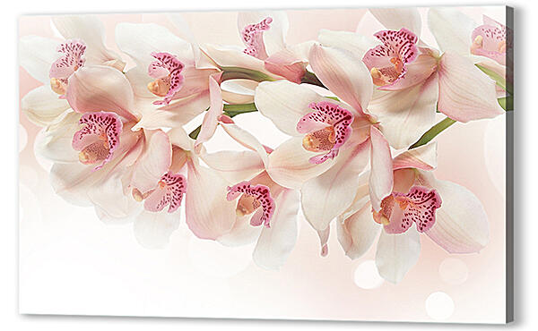 Белые орхидеи

