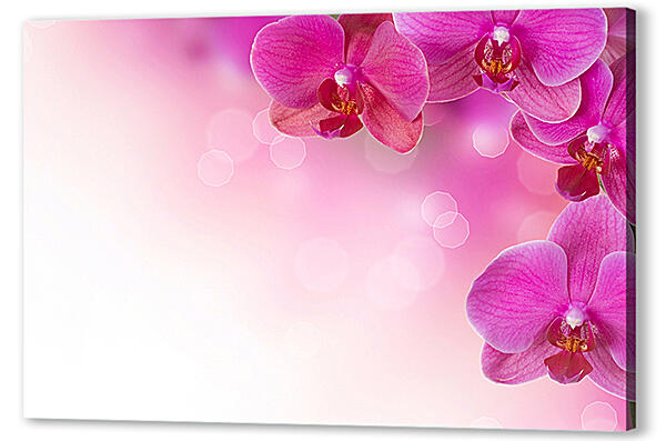 Розовые орхидеи
