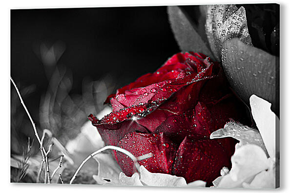 Красная роза в росе 

