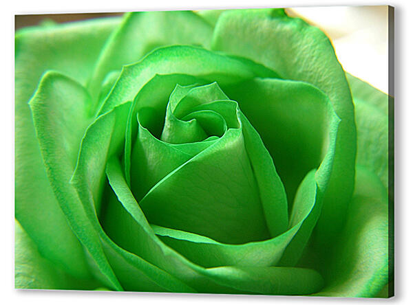 Зеленая роза 
