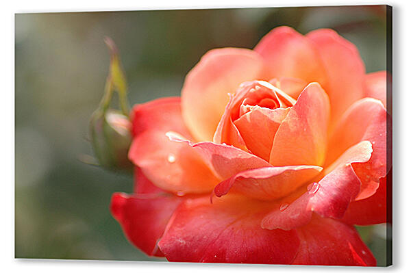 Красно-оранжевая роза 
