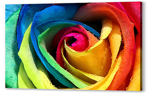 Разноцветная роза 
