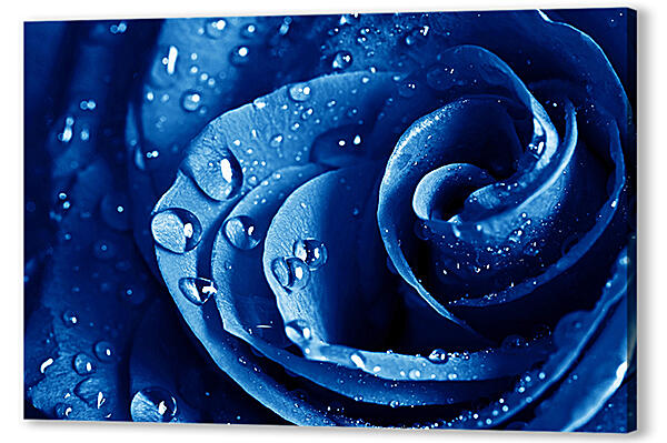 Синяя роза 
